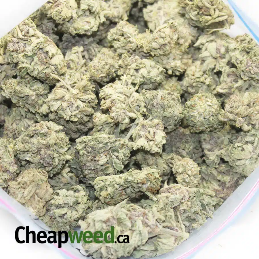 purple og 5 I Tony's Purple OG