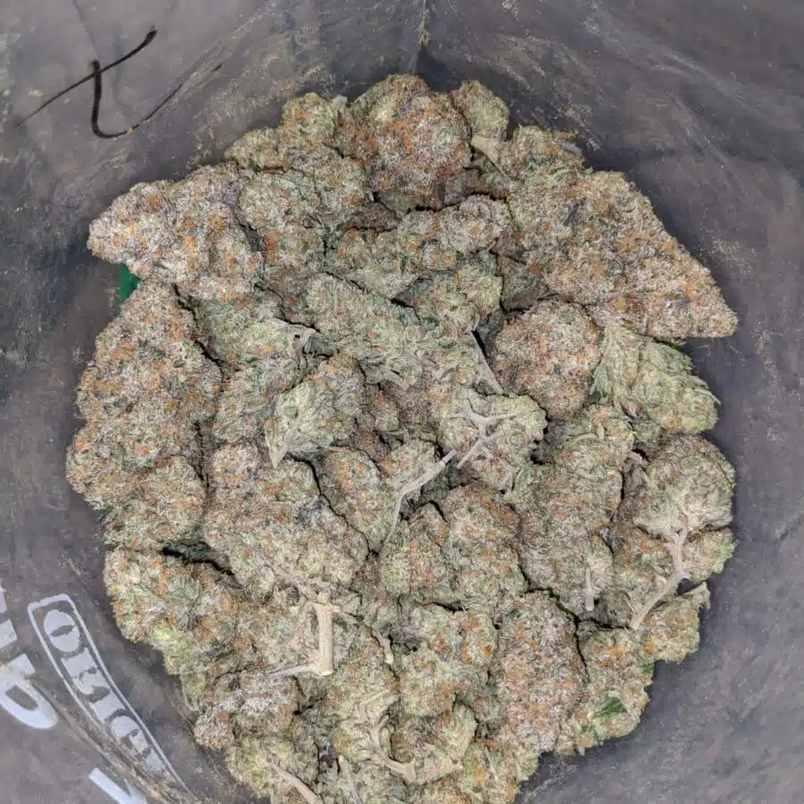 tkc 3 I West Coast Diesel