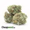 Sweet Kosher Kush