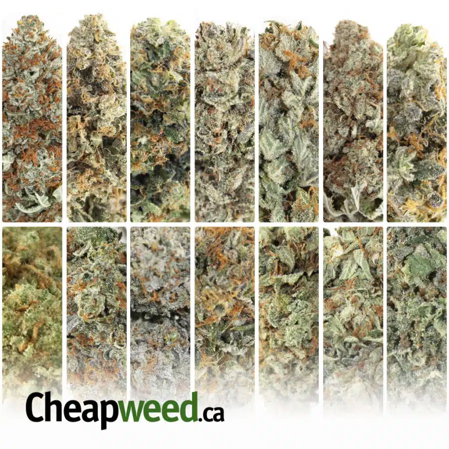 28g Surprise Sample Pack