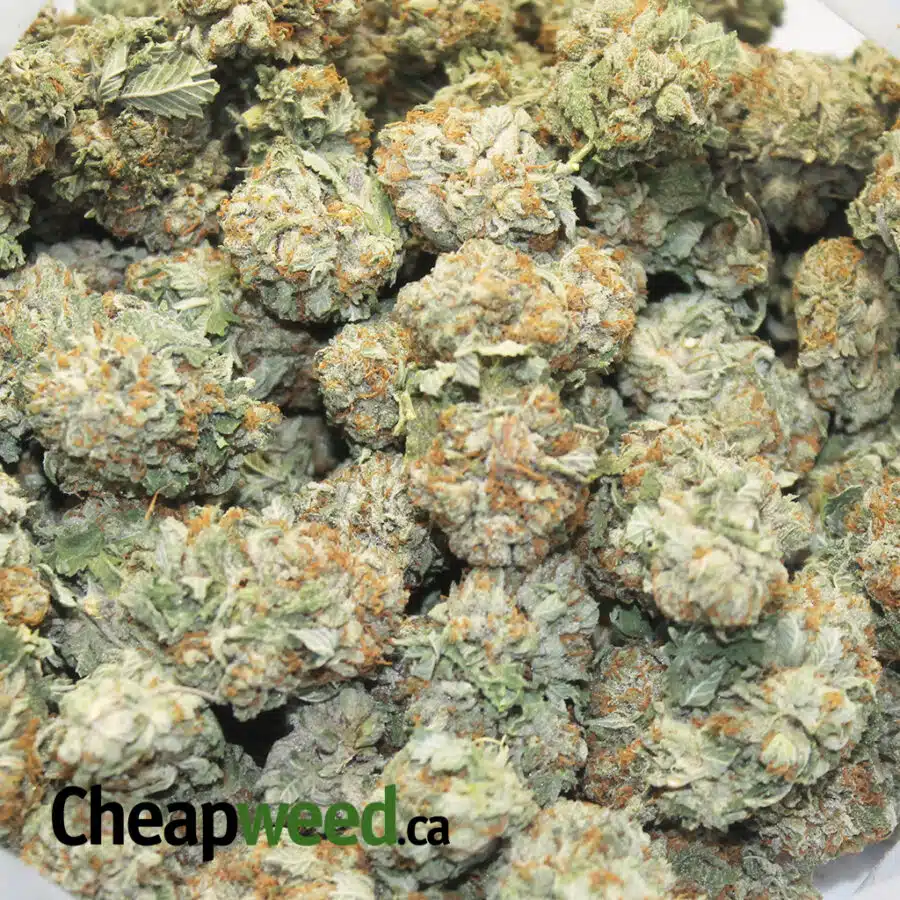 IMG 2530 I Diamond OG