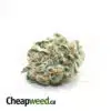 Tony's Purple Kush #2