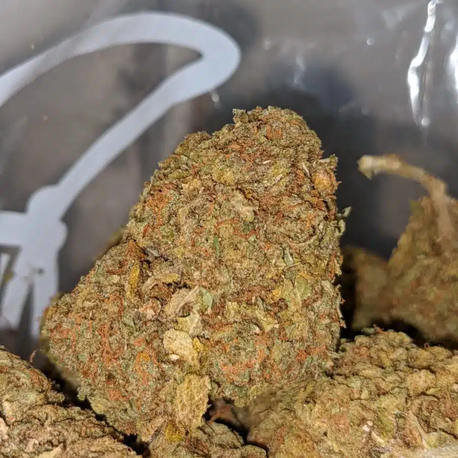 wonder kush aa 1 I Wonder Kush AA+