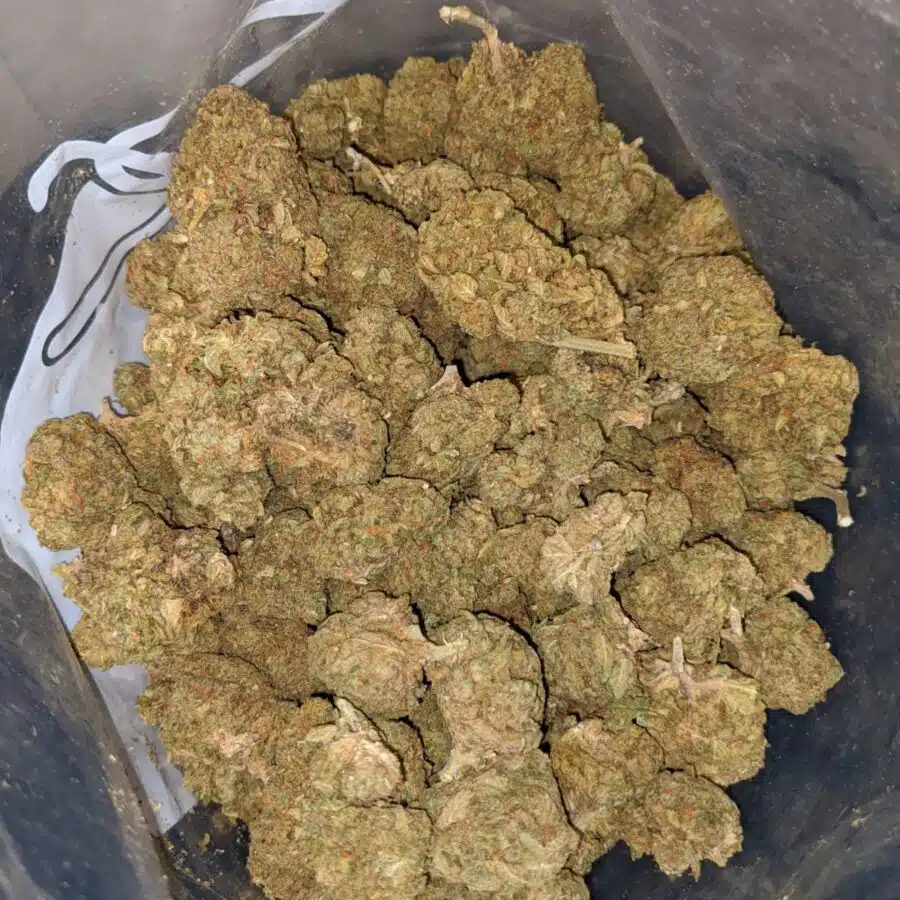 wonder kush aa 3 I Wonder Kush AA+