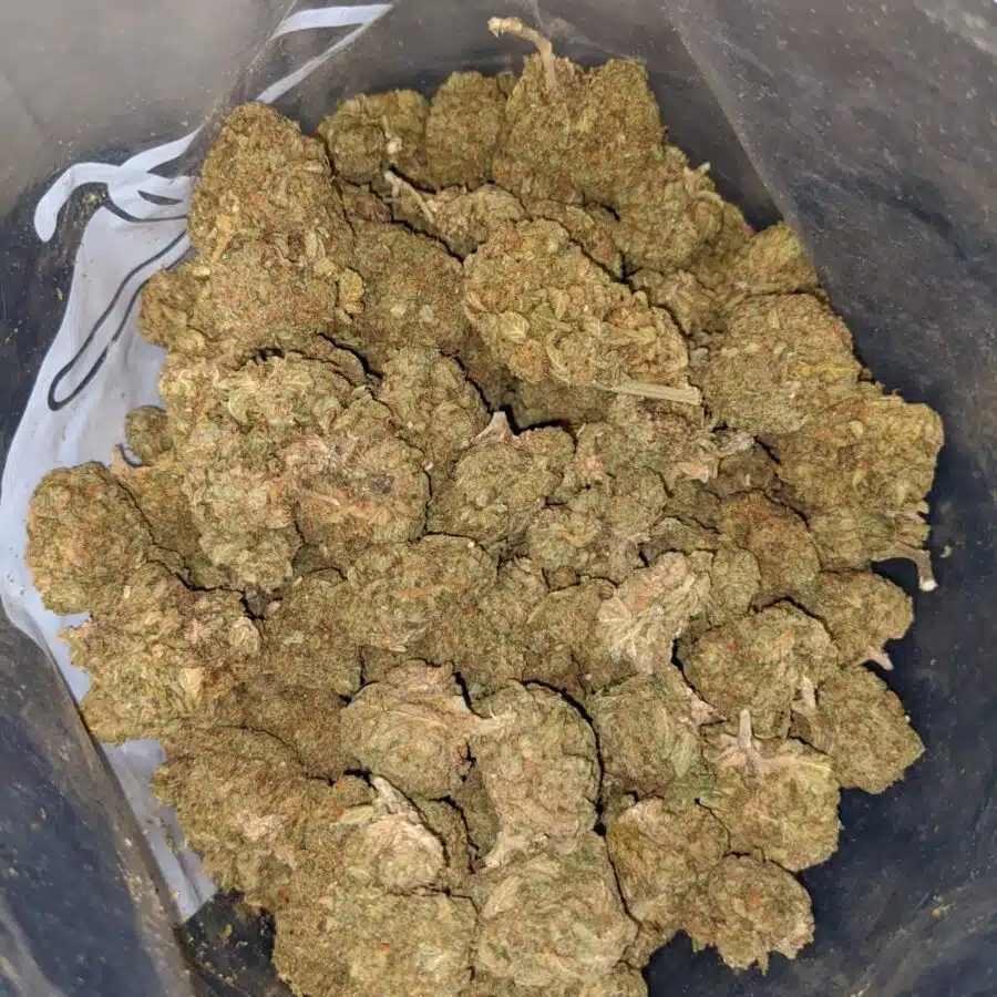 wonder kush aa 4 I Wonder Kush AA+