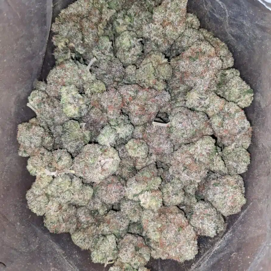 Alternative view of General Kush