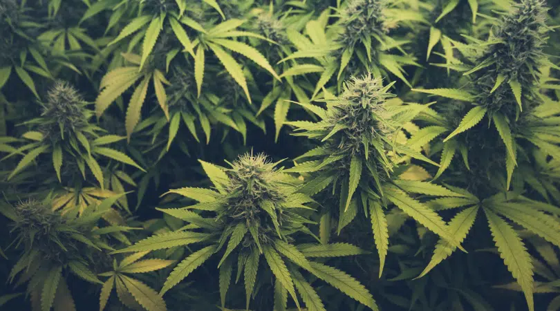 Indica Or Sativa