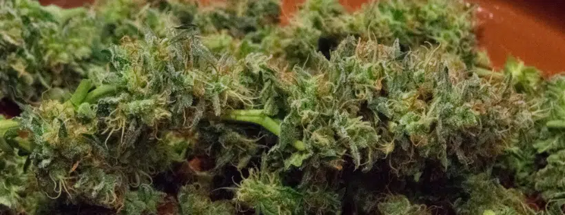 Norther Lights Strain