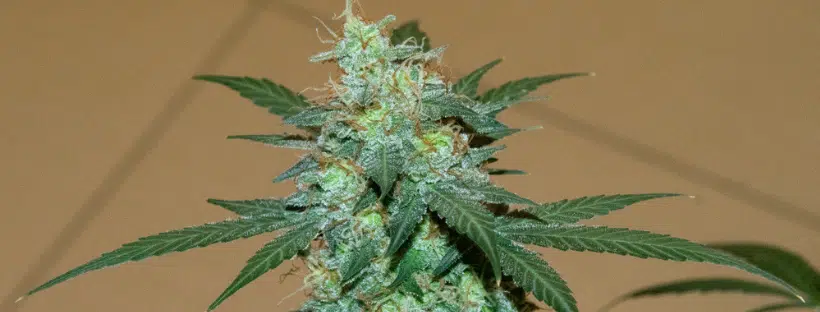 Northern Lights Strain Cannabis