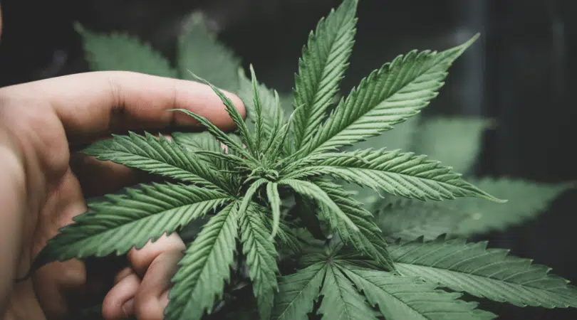 Norther Lights Strain Review