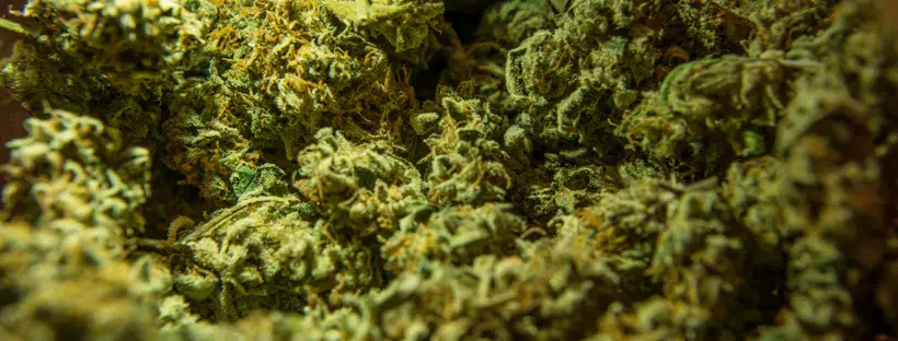 Sativa Marijuana