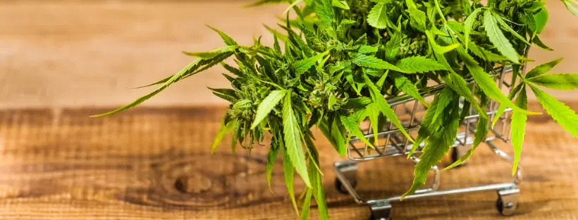 Weed Delivery