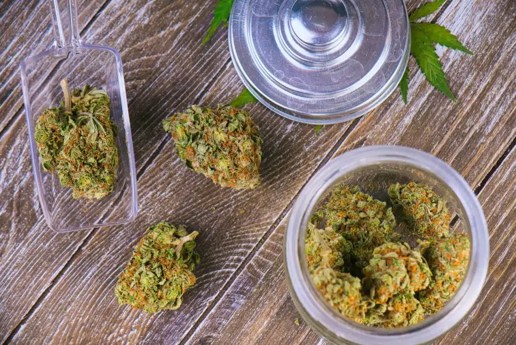 cannabis buds