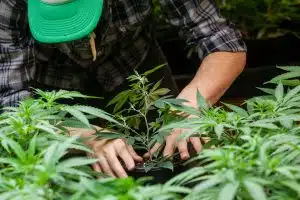 marijuana plant 