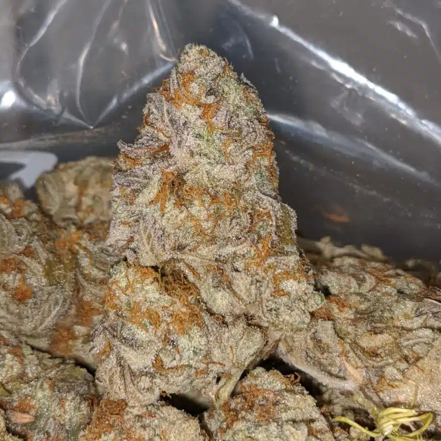 cocomelon 1 I $64 Oz - Cocomelon