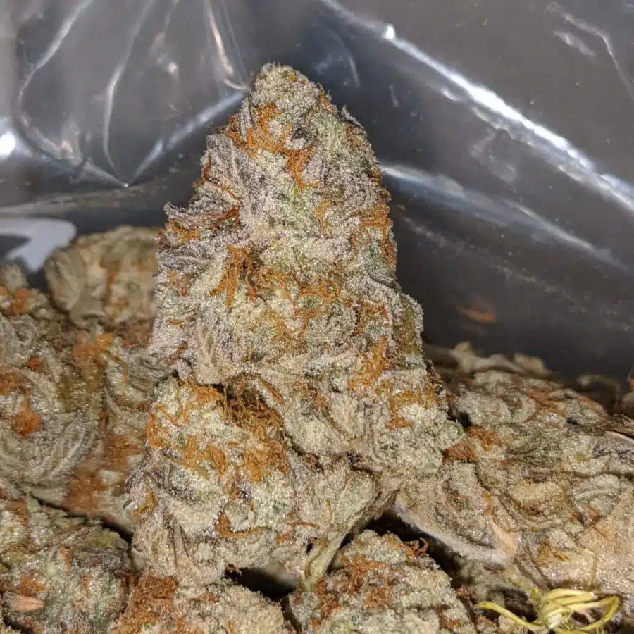 cocomelon 2 I $64 Oz - Cocomelon
