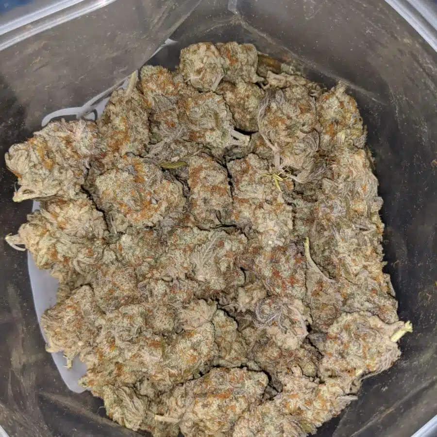 cocomelon 3 I $64 Oz - Cocomelon