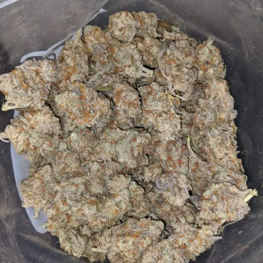 cocomelon 4 I $64 Oz - Cocomelon