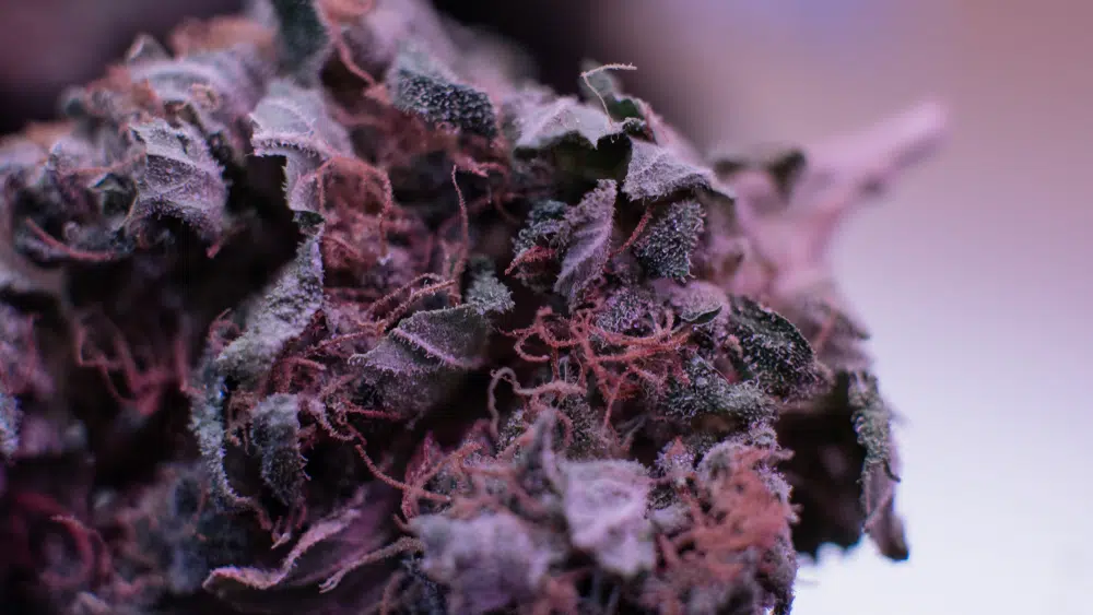 Purple OG