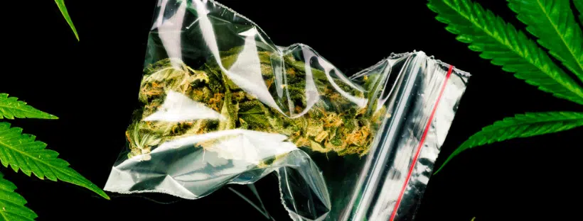 Average Weed Gram Price