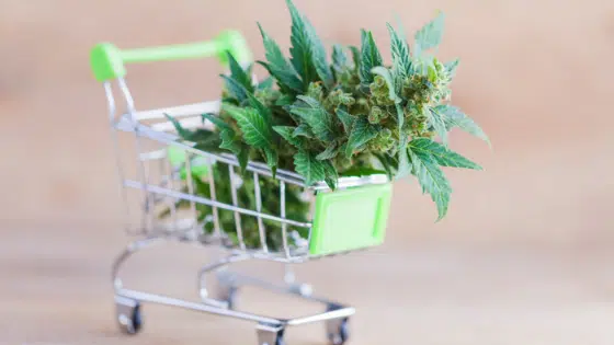 Best Provinces to Buy Weed