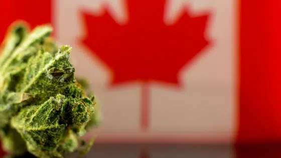 Canada Weed Prices