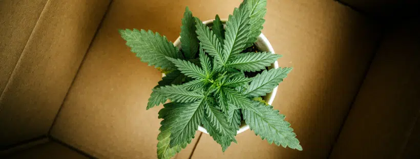 Cannabis Delivery Price