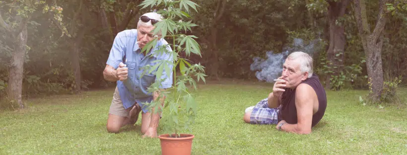 Marijuana Benefits