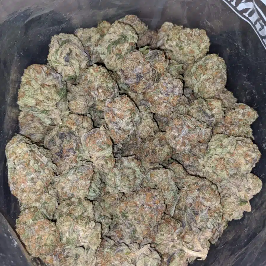og wreck 3 I OG Wreck #2