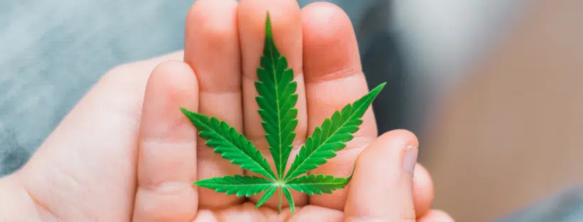 Cannabis Effect pregnancy