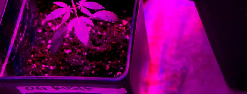OG Kush Grow