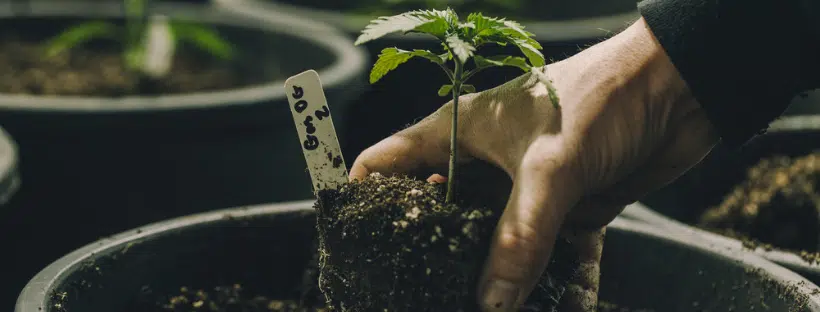 Grow White Widow