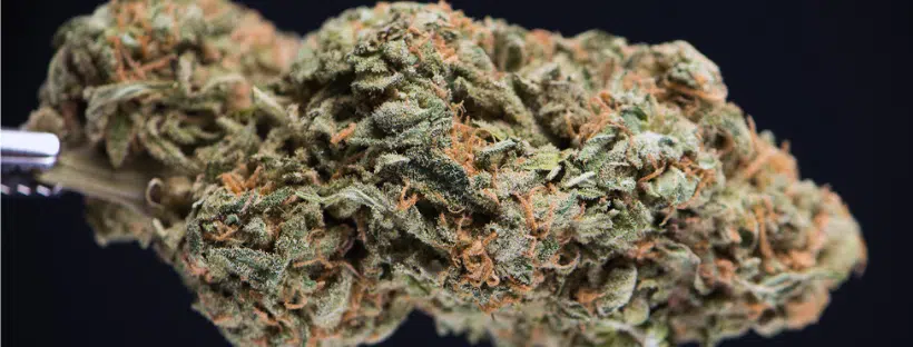 White Widow Strain History
