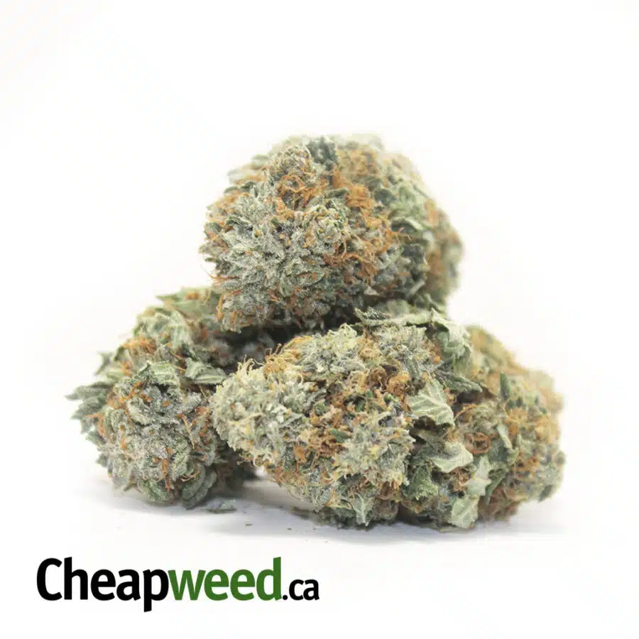 Alternative view of $99 Oz - Tony's Northern Lights