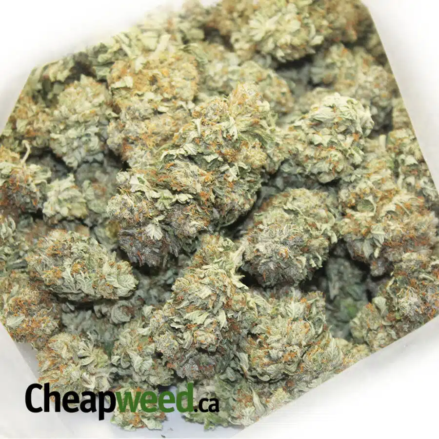 tonys northern 6 I $99 Oz - Tony's Northern Lights