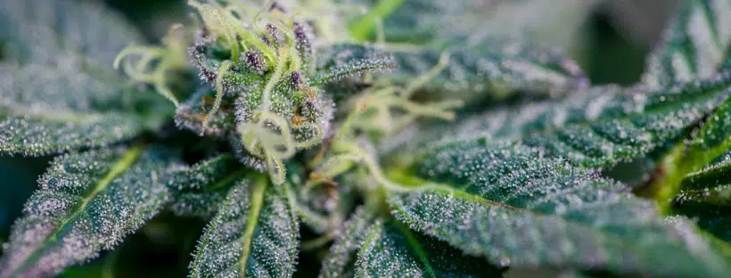 ACDC Strain