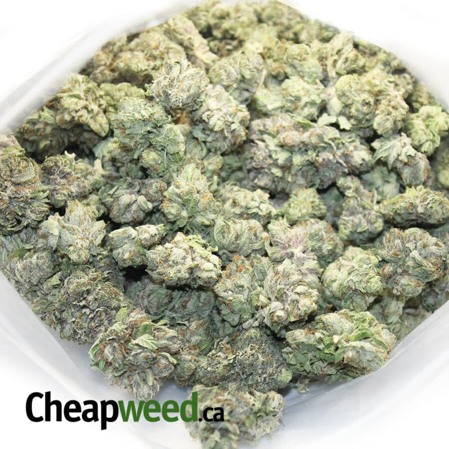 BOMB OG 6 I Bomb OG