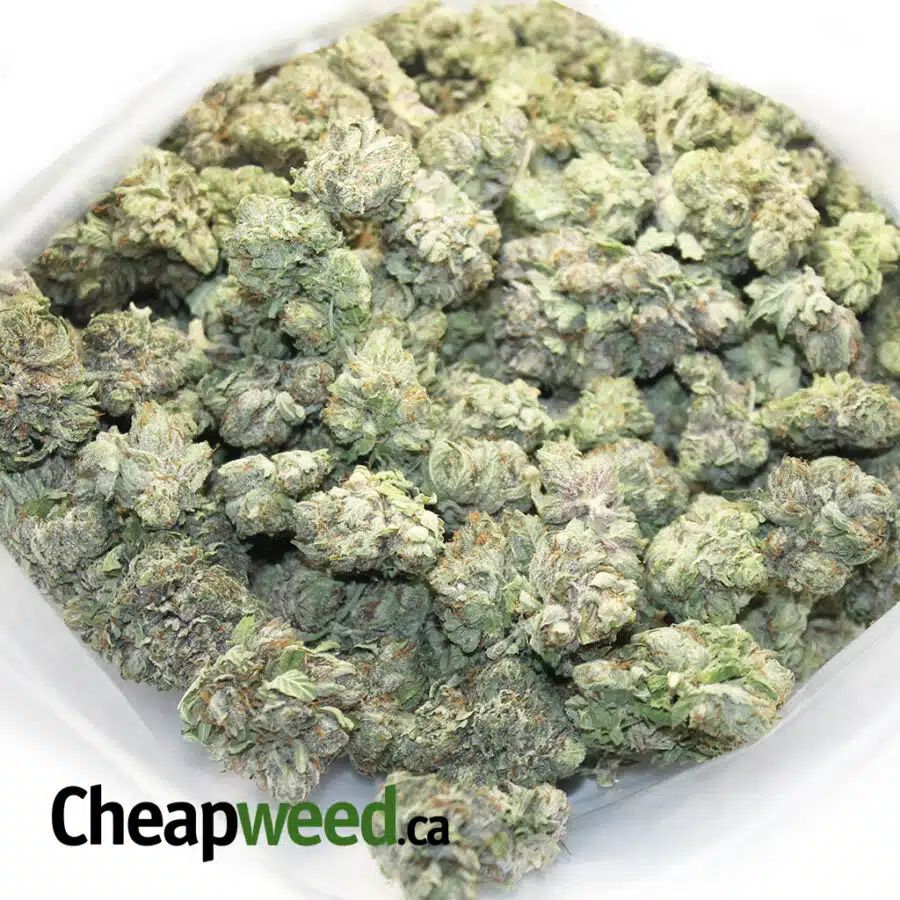 BOMB OG 6 I Bomb OG