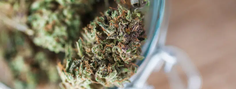 Blue Dream Weed Strain