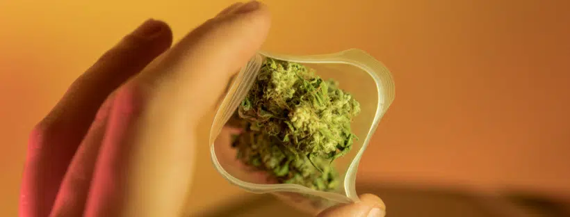 Buying Weed in Bulk