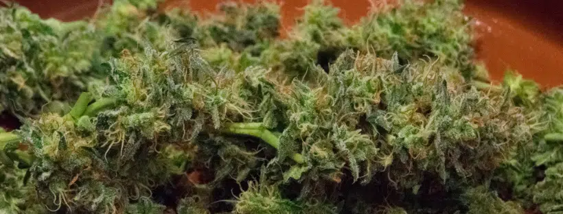Northern Lights Hybrid Strain