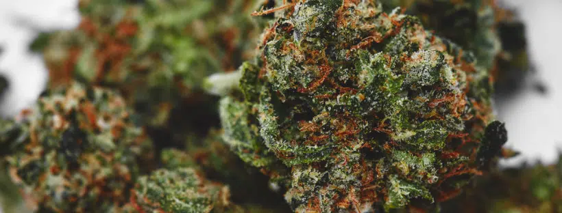 OG Kush Strain