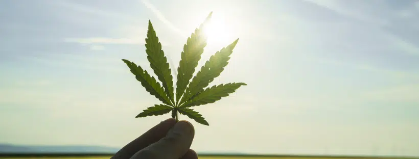 Origins of 420