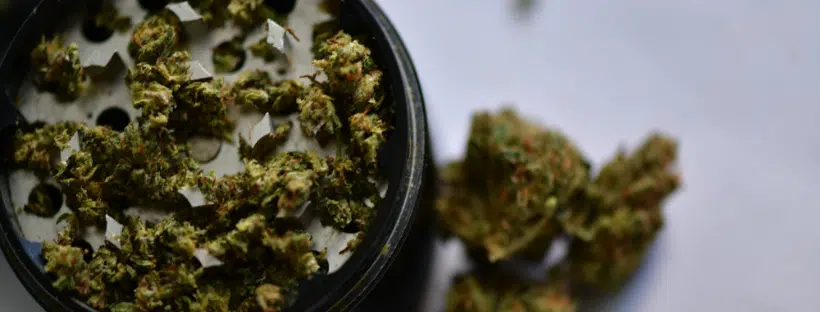 Purple Poison Marijuana Strain