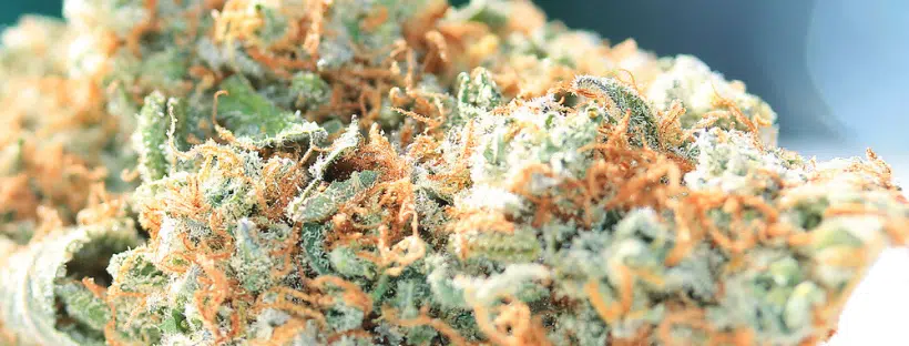 Top Marijuana Strain 2018