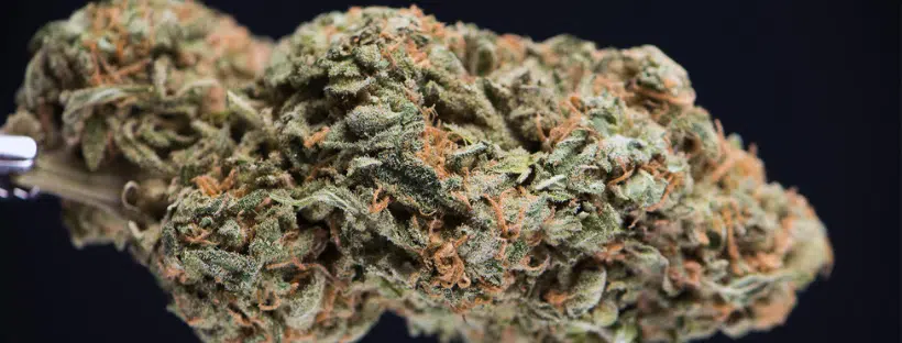 White Widow Hybrid Strain