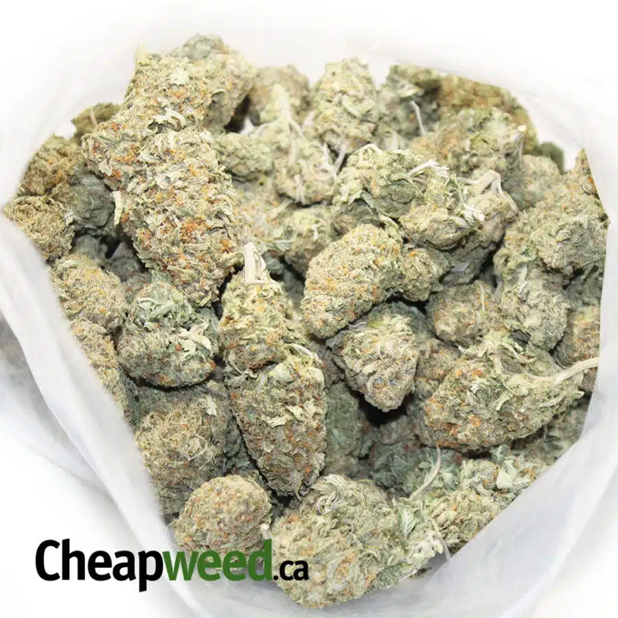 animal cookies I Budget Animal Cookies