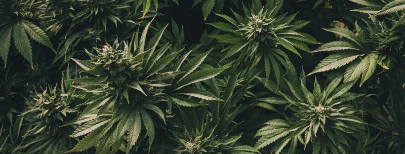 Cannabis Glossary