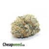 Jetfuel x WTF Kush