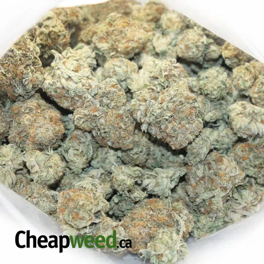 GF JET FUEL 7 I Jetfuel x WTF Kush